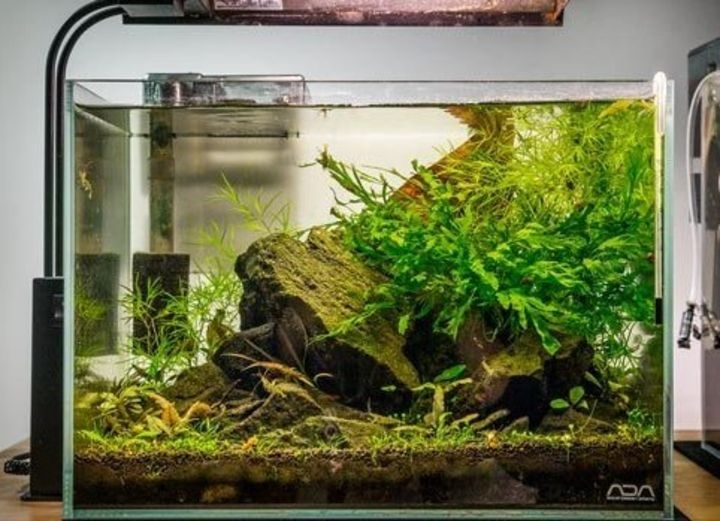 aquascaping online