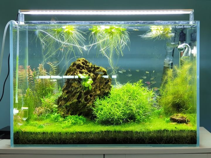 aquascaping plants