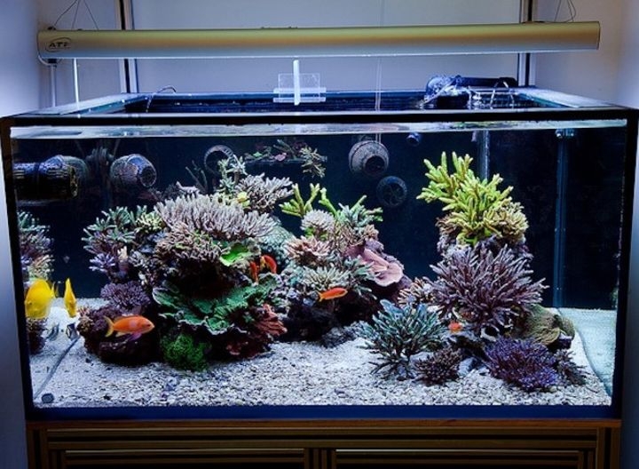 aquascaping reef tank