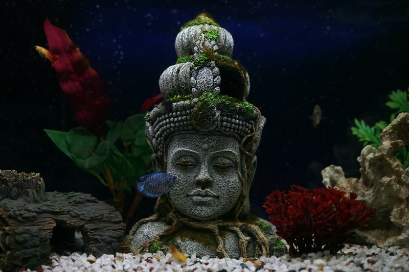 aquascaping serenity