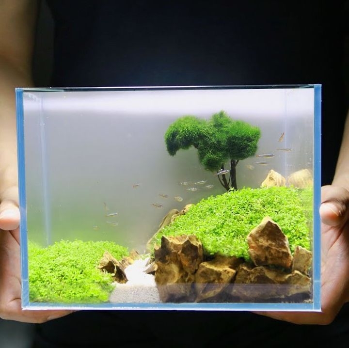 aquascaping tank