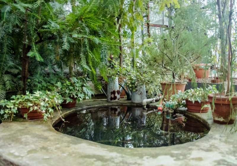 aquatic garden features