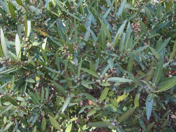 arbequina olea europaea