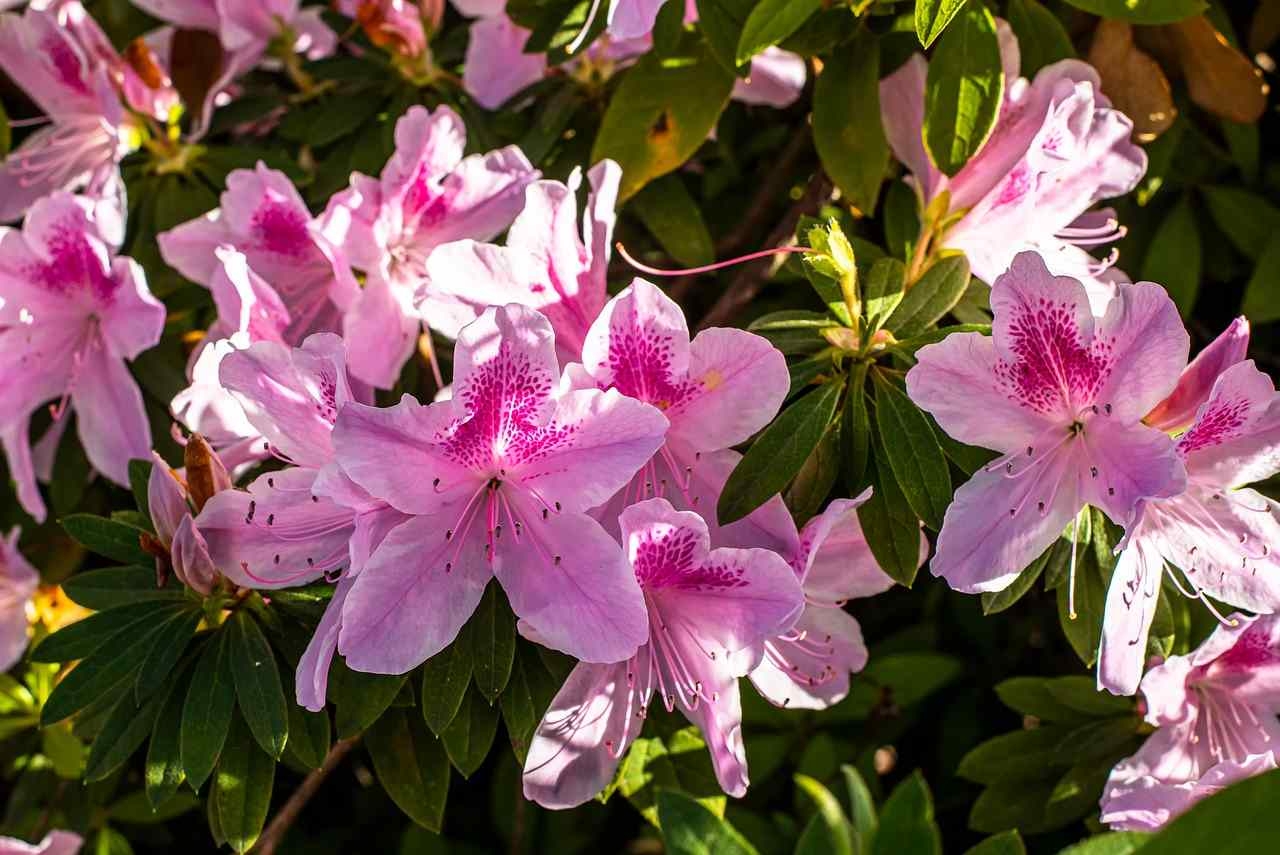 azalea exquisite