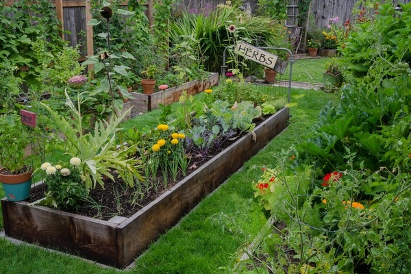Backyard Garden