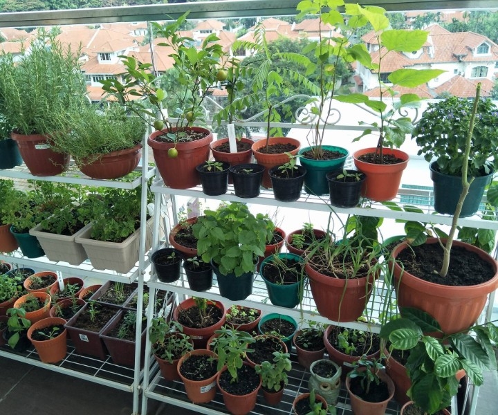 balcony garden starter kit
