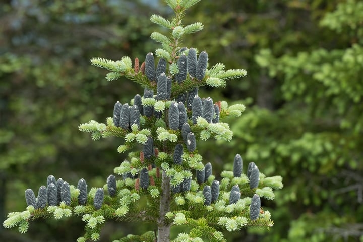 balsam fir abies balsamea
