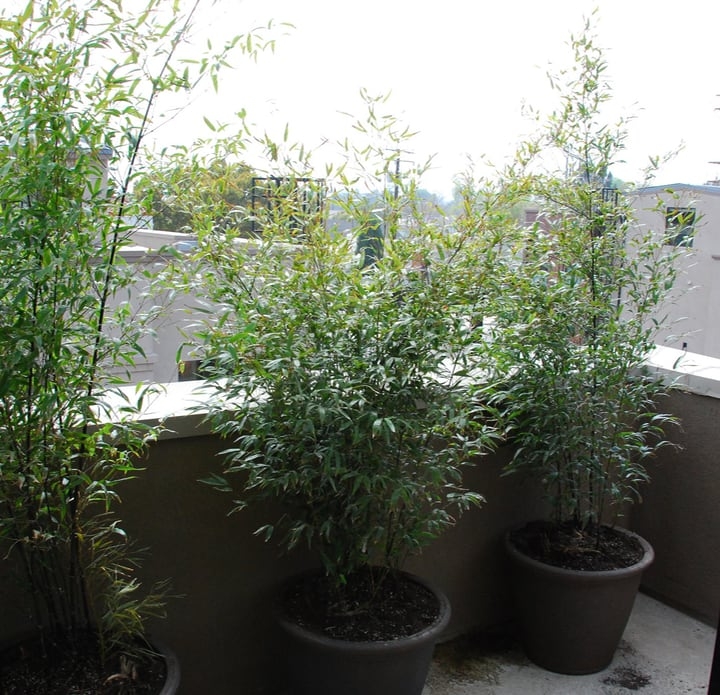 bamboo growing in pots