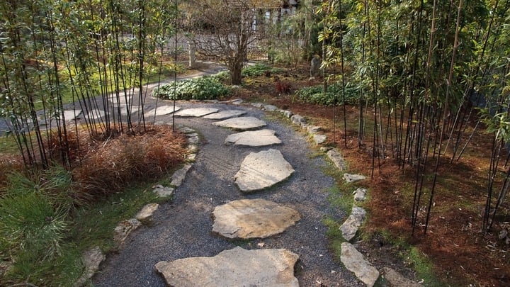 bamboo landscaping