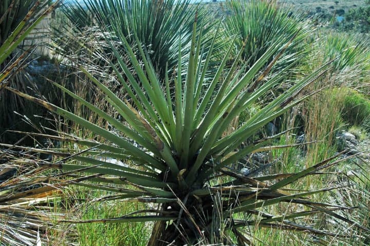banana yucca baccata plant