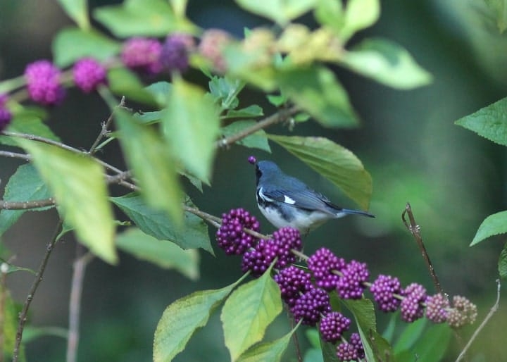 beautyberry ornamental plants market gardening