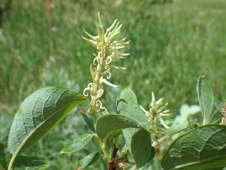 bebb willow salix bebbiana