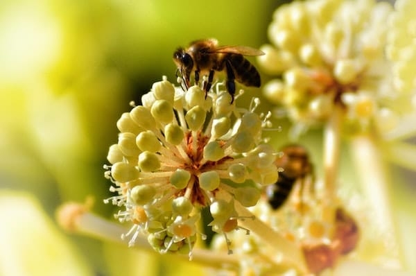 bee friendly garden