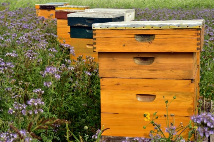 bees house around wild flowers
