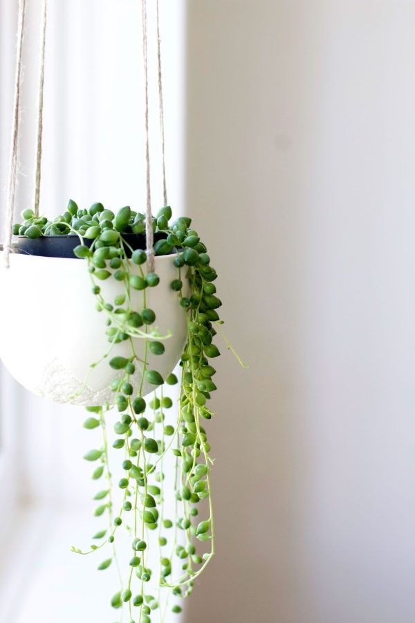 Best Common House Plants For Sale