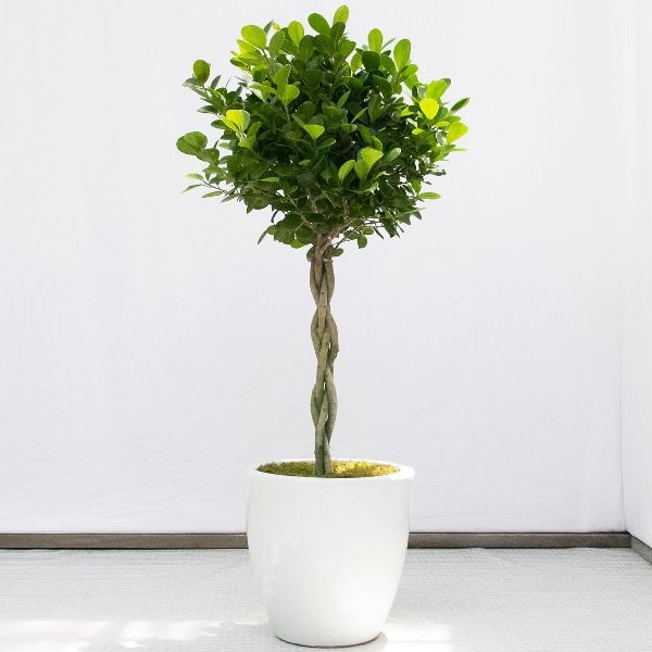 Best House Plants Ficus