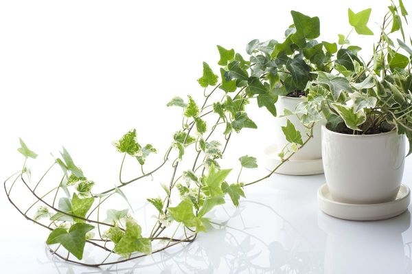 Best House Plants Near Me