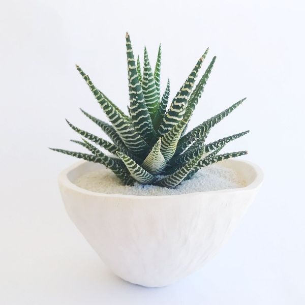 Best House Plants String-of-pearls