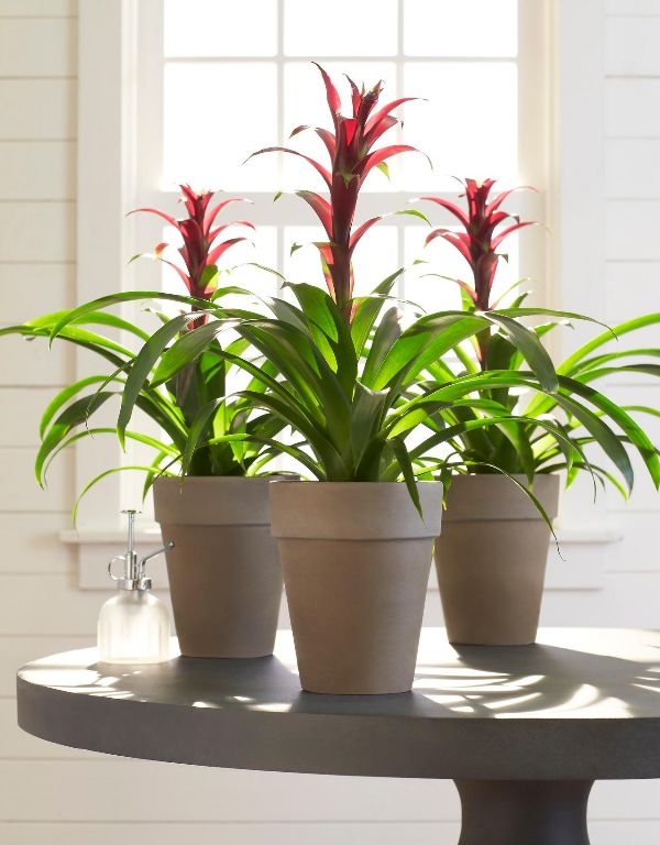 Best House Plants