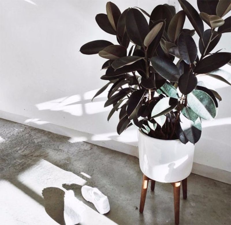 best indoor plants rubber plant