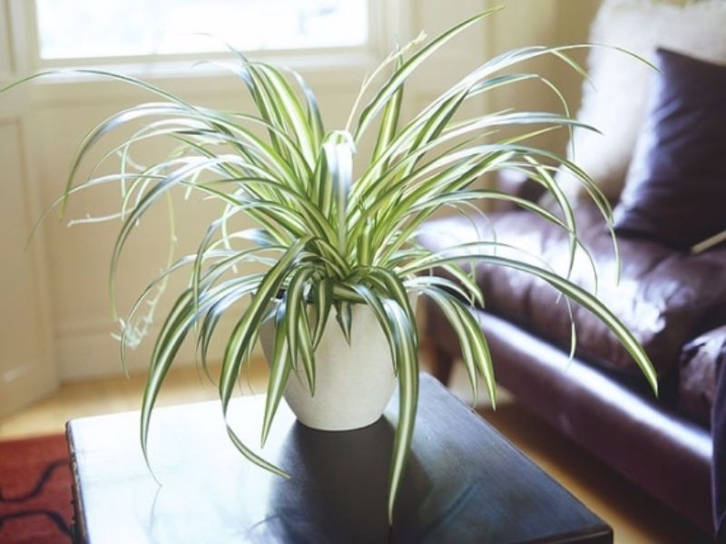 Best Indoor Plants