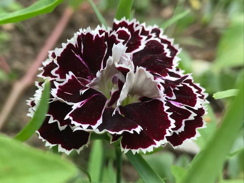 black carantion dianthus perennia flower