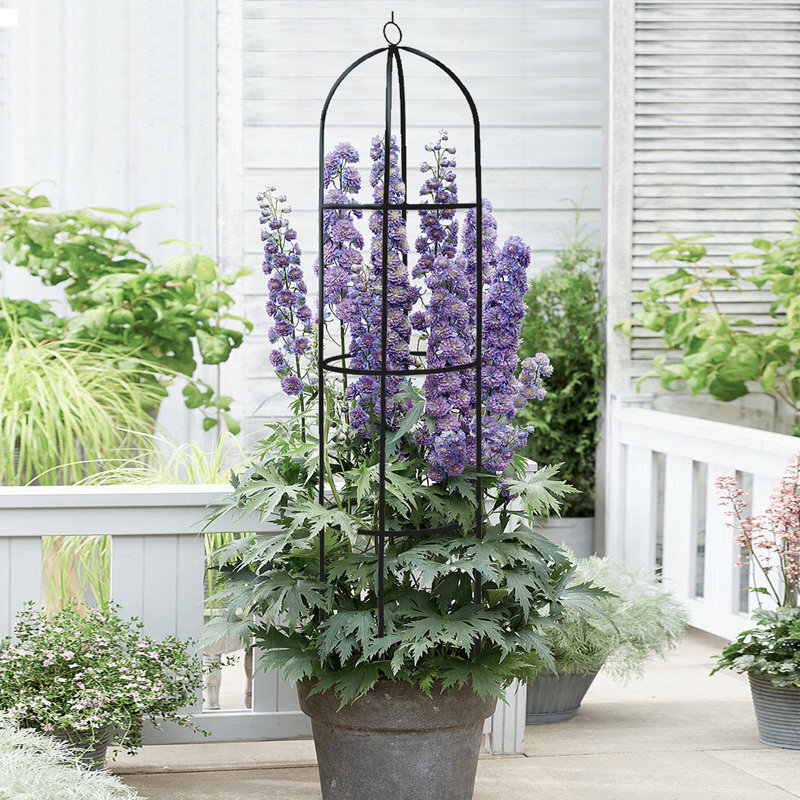 Black metal trellis