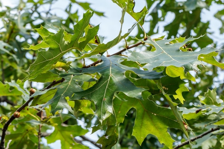 black oak quercus velutina