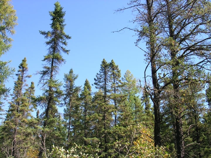 black spruce picea mariana