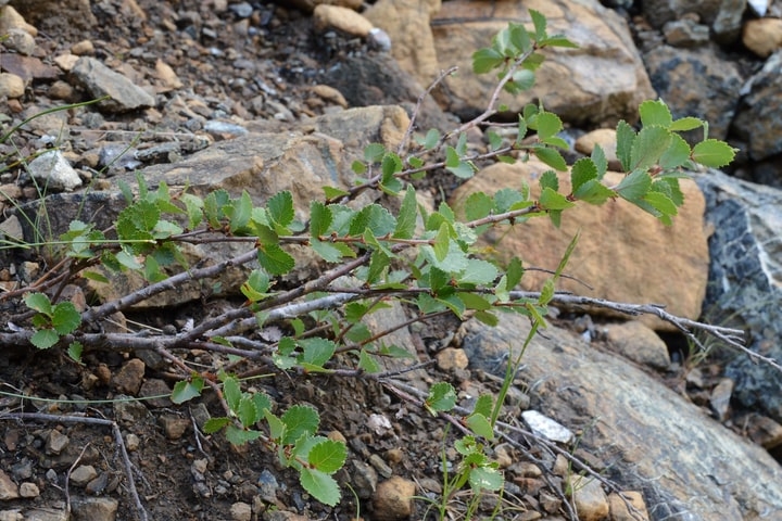 bog birch betula pumila