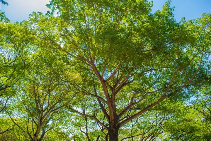 broadleaf trees