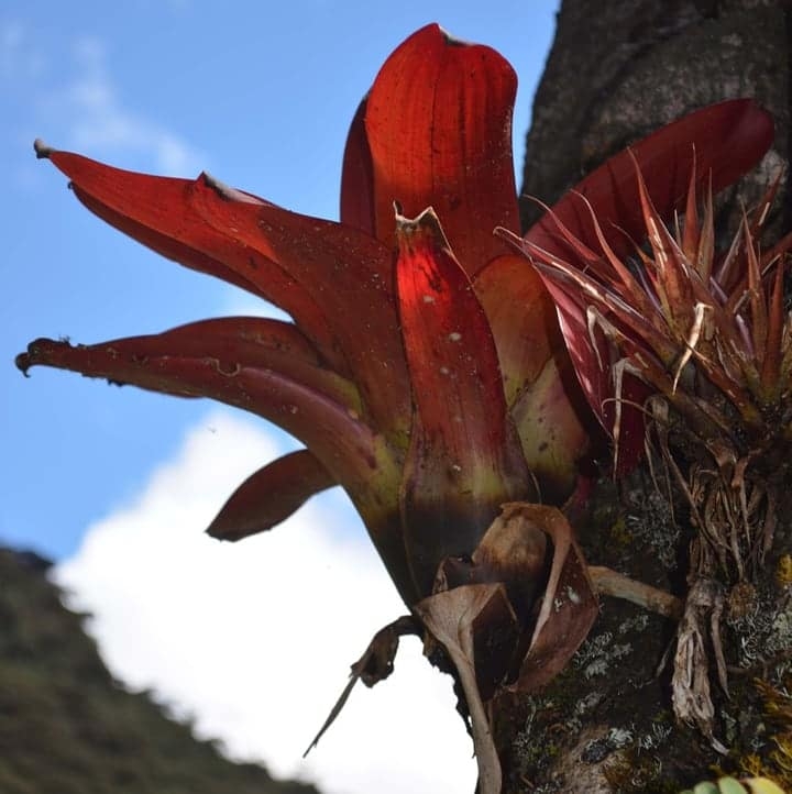 bromeliaceae indoor air plant