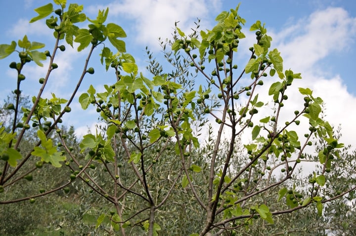 brown turkey ficus carica