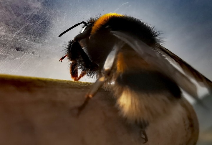bumblebee stinger