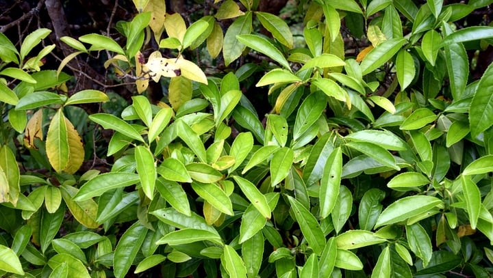 camellia sinensis assamica