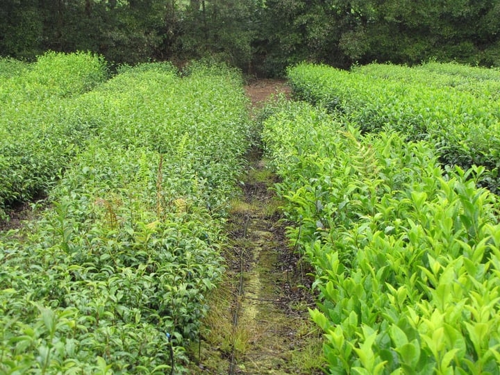 camellia sinensis sinensis
