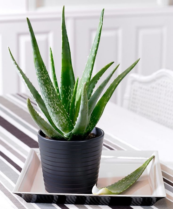 Can Aloe Vera Be Grown Indoors