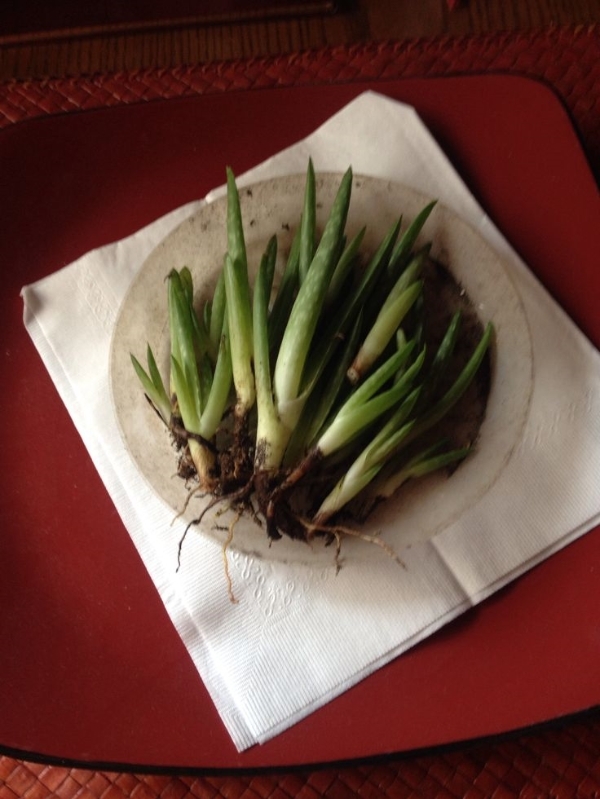 Can You Grow An Aloe Plant From A Leaf