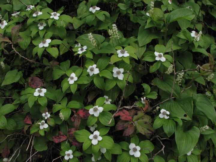 canadian bunchberry cornus canadensis