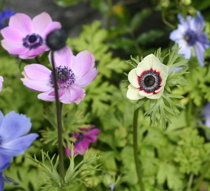 caring for anemone flowers in the garden