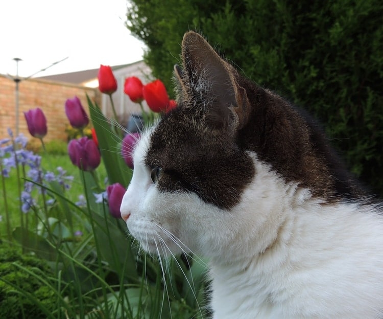 cat and tulips in the garden