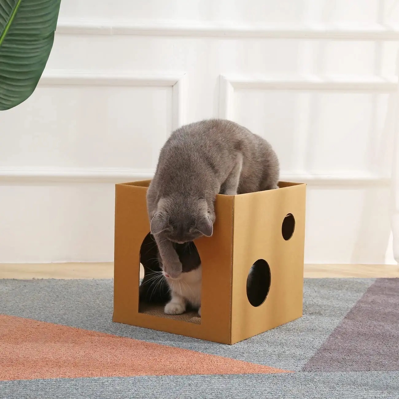 Cat Condominium