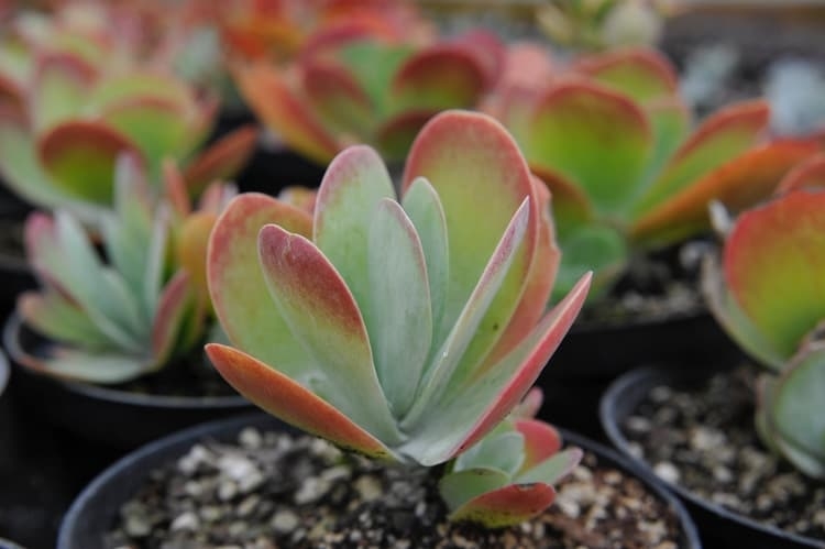 cat toxic kalanchoe succulent plant
