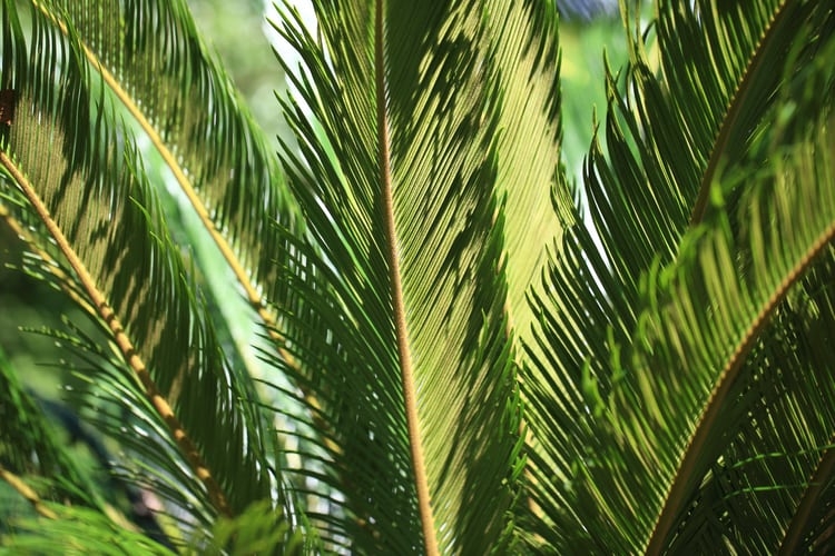 cat toxic sago palm plant