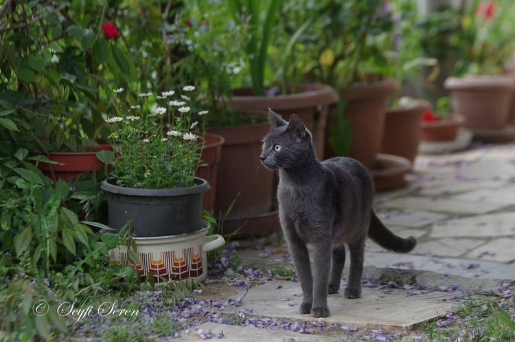 cat walking in the garden