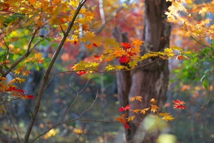 catberry ilex mucronata