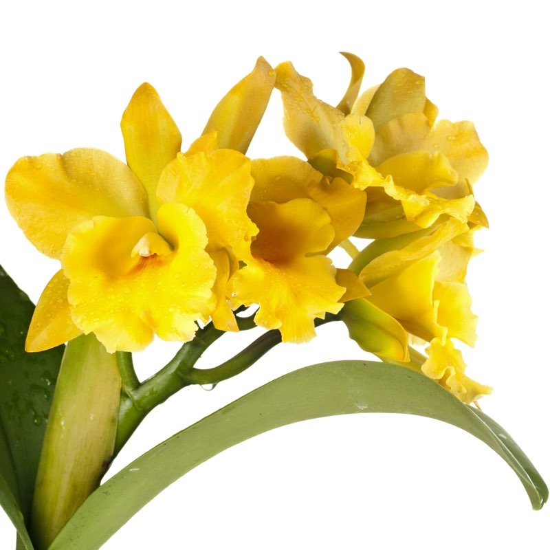 cattleya orchid