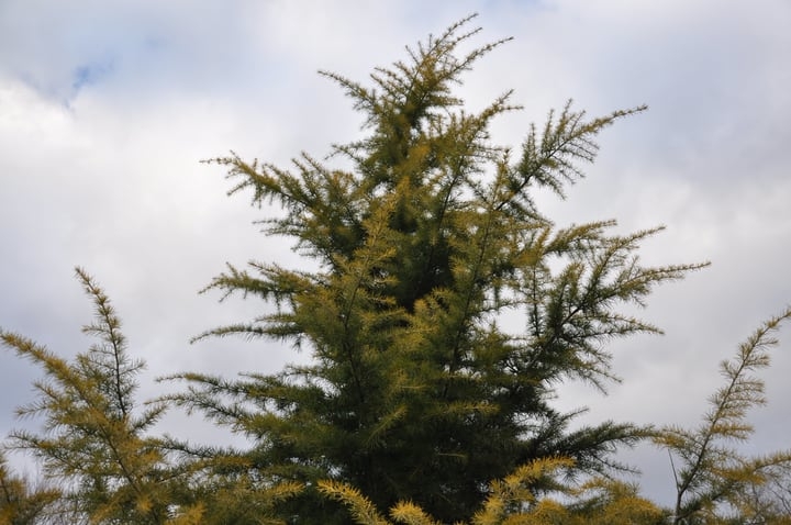 cedrus deodara cedar