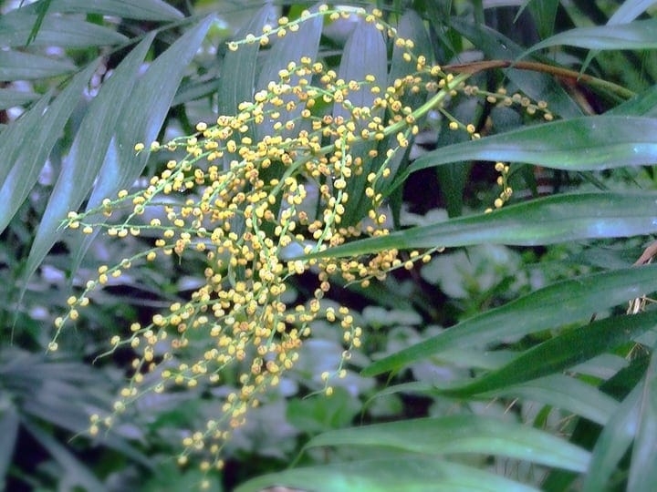 chamaedore elegans