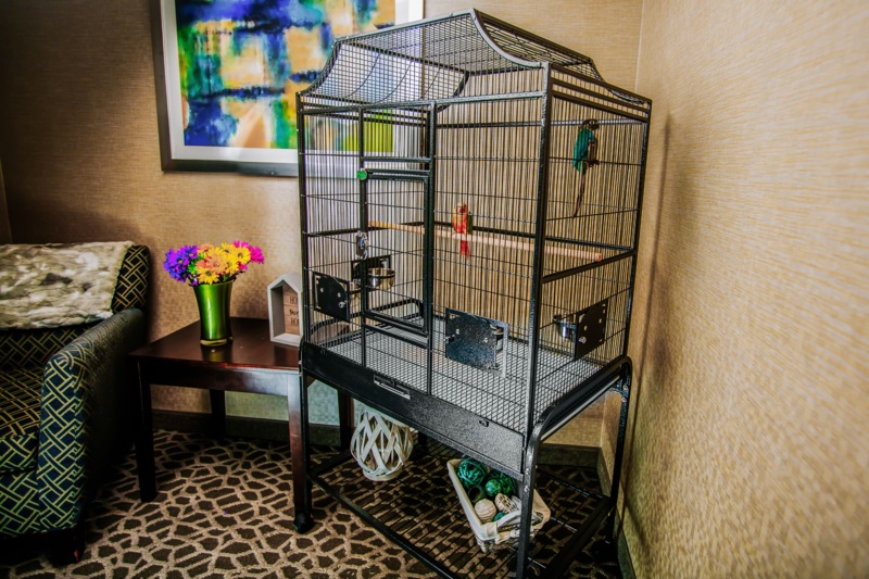Chaquetta 61'' Iron Flat Top Flight Cage with Wheels